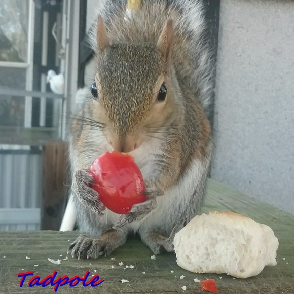 Meet your Posher, Sissie - Picture 6 of 14